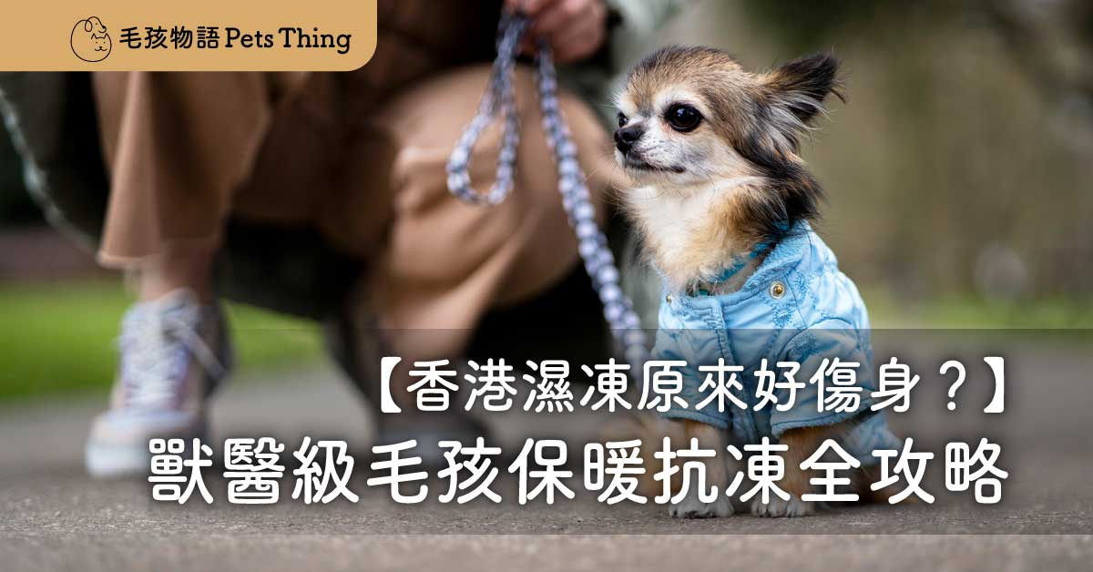 香港濕凍原來好傷身？獸醫級毛孩保暖全攻略，拆解貓狗抗凍冷知識！ - 毛孩物語Pets Thing Pet Supplies Online Store｜香港寵物貓狗用品專門店：IATA寵物飛機籠、寵物手推車、貓爬架貓樹