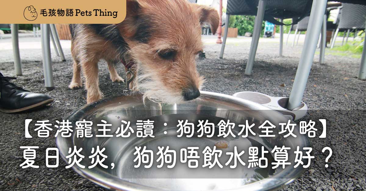 夏日炎炎，狗狗唔飲水點算好？香港寵主必讀：狗狗飲水全攻略 - 毛孩物語Pets Thing Pet Supplies Online Store｜香港寵物貓狗用品專門店：IATA寵物飛機籠、寵物手推車、貓爬架貓樹