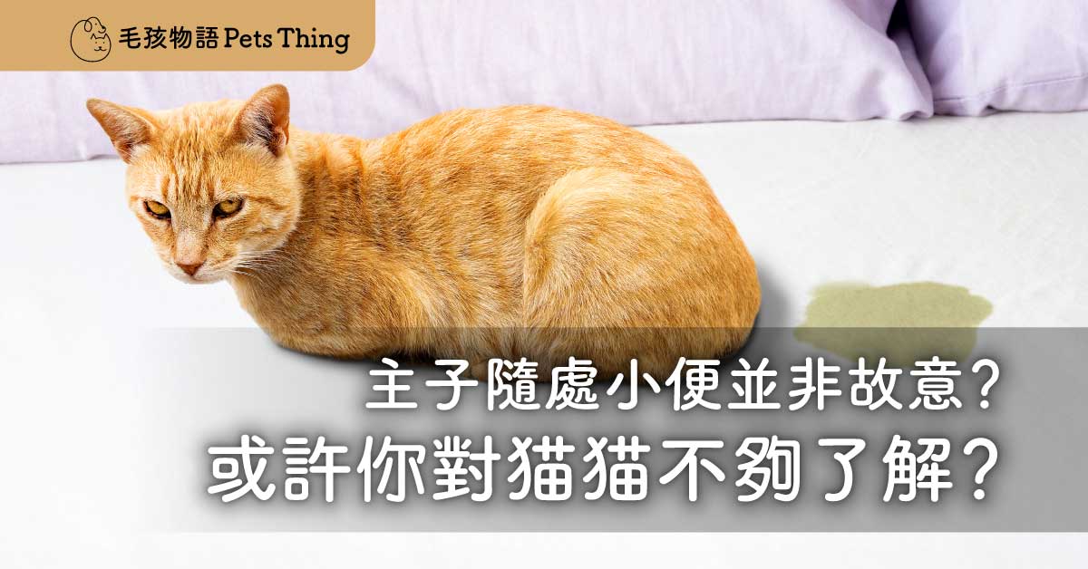 【貓貓亂痾尿】主子隨處小便並非故意？或許你對貓貓不夠了解？ - 毛孩物語Pets Thing Pet Supplies Online Store｜香港寵物貓狗用品專門店：IATA寵物飛機籠、寵物手推車、貓爬架貓樹