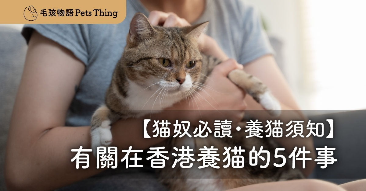 【貓奴必讀・養貓須知】有關在香港養貓的5件事｜養貓貼士常見問題 - 毛孩物語Pets Thing Pet Supplies Online Store｜香港寵物貓狗用品專門店：IATA寵物飛機籠、寵物手推車、貓爬架貓樹