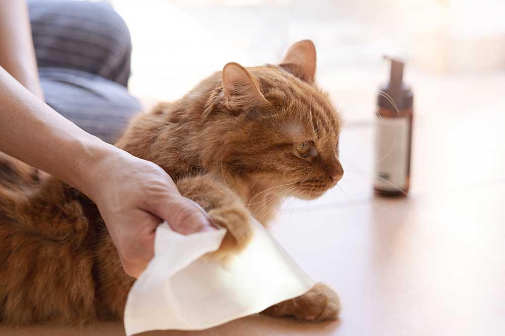 貓貓清潔濕紙巾 - 毛孩物語Pets Thing Pet Supplies Online Store｜香港寵物貓狗用品專門店：IATA寵物飛機籠、寵物手推車、貓爬架貓樹