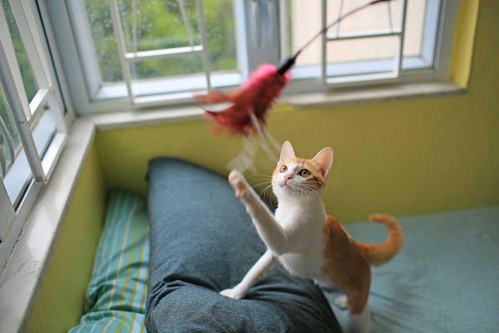 逗貓玩具 - 毛孩物語Pets Thing Pet Supplies Online Store｜香港寵物貓狗用品專門店：IATA寵物飛機籠、寵物手推車、貓爬架貓樹