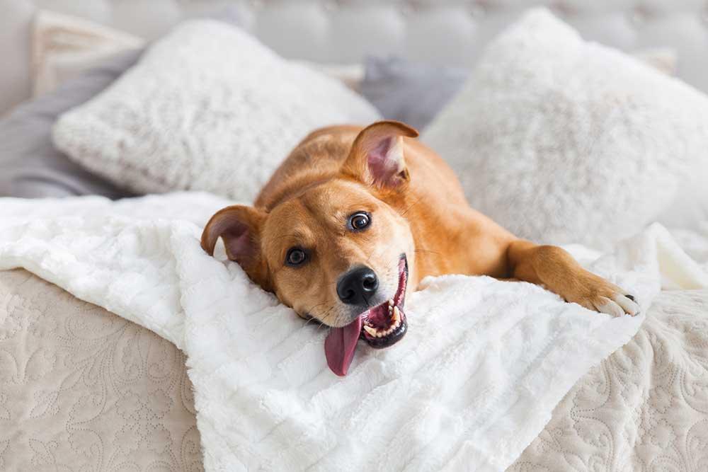 🏡狗狗家居用品系列 - 毛孩物語Pets Thing Pet Supplies Online Store｜香港寵物貓狗用品專門店：IATA寵物飛機籠、寵物手推車、貓爬架貓樹