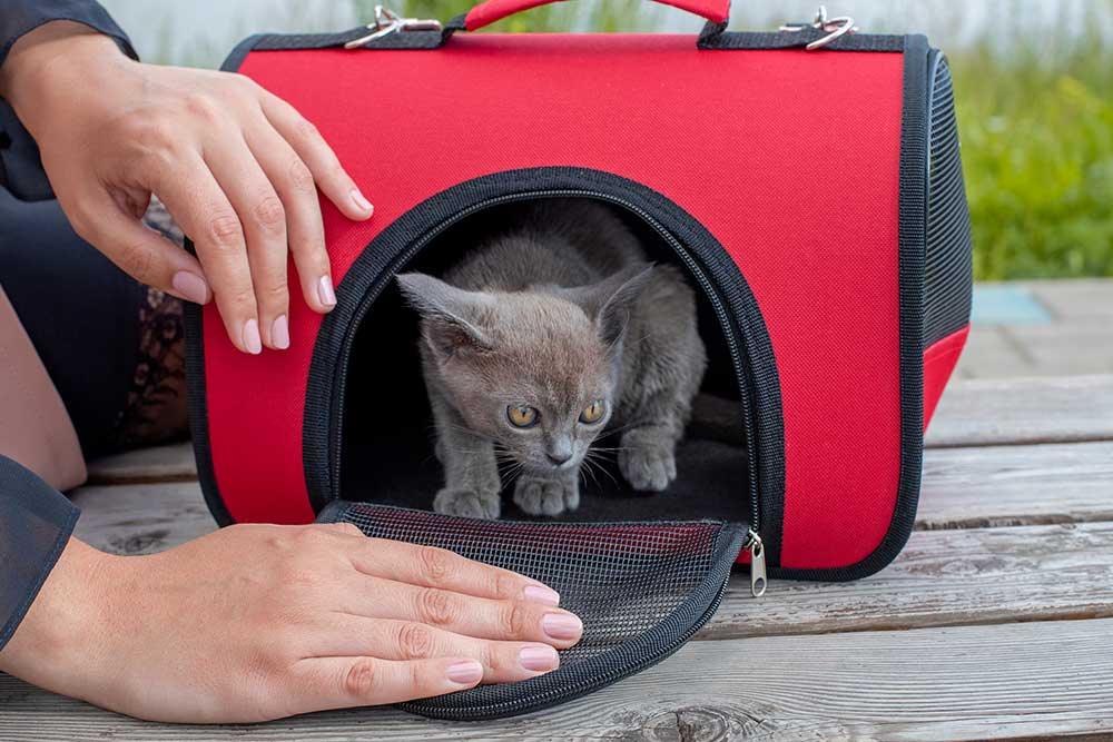 香港貓貓手提袋．寵物箱．飛機籠 - 毛孩物語Pets Thing Pet Supplies Online Store｜香港寵物貓狗用品專門店：IATA寵物飛機籠、寵物手推車、貓爬架貓樹