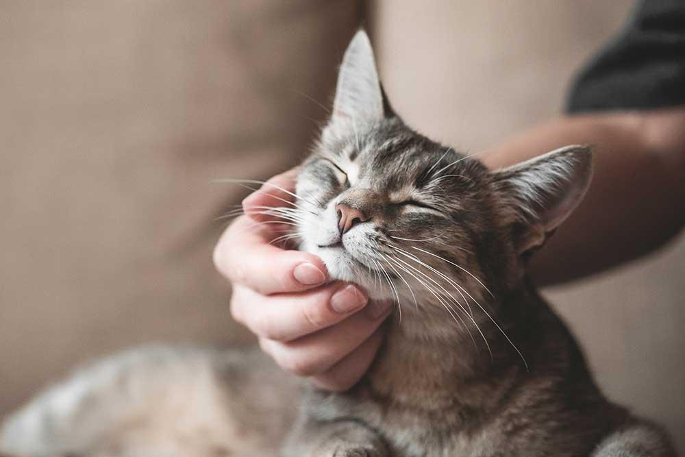 🐈貓貓用品系列 - 毛孩物語Pets Thing Pet Supplies Online Store｜香港寵物貓狗用品專門店：IATA寵物飛機籠、寵物手推車、貓爬架貓樹