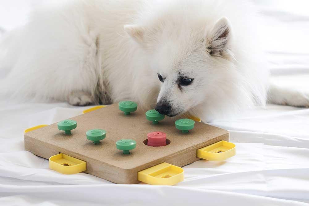狗狗智力玩具 - 毛孩物語Pets Thing Pet Supplies Online Store｜香港寵物貓狗用品專門店：IATA寵物飛機籠、寵物手推車、貓爬架貓樹