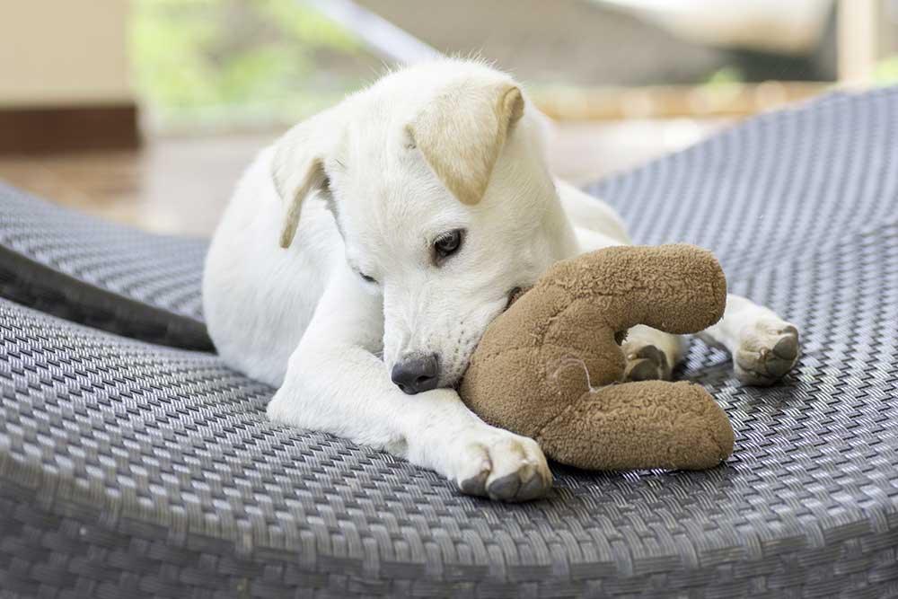 狗狗公仔玩具 - 毛孩物語Pets Thing Pet Supplies Online Store｜香港寵物貓狗用品專門店：IATA寵物飛機籠、寵物手推車、貓爬架貓樹