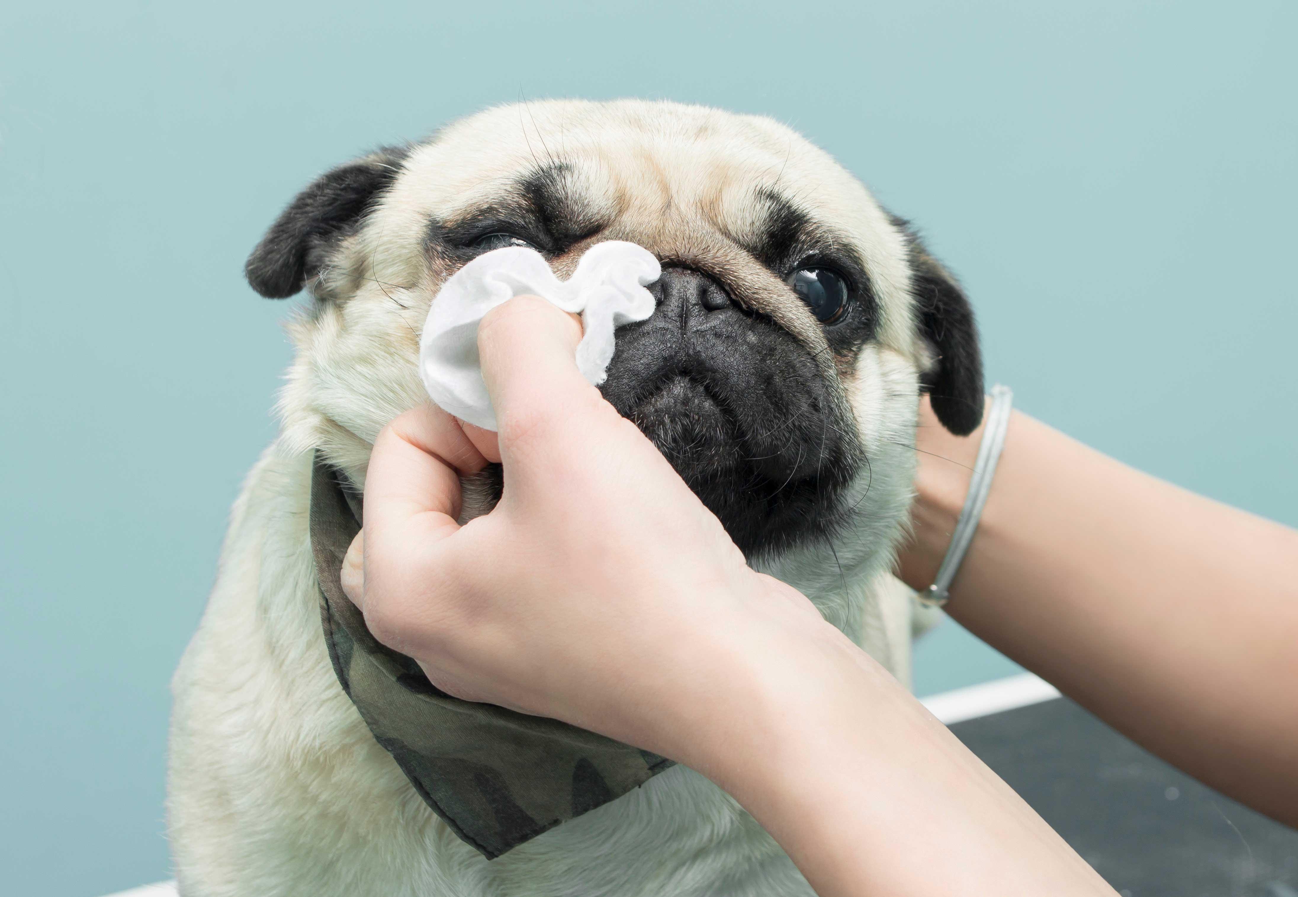 狗狗清潔濕紙巾 - 毛孩物語Pets Thing Pet Supplies Online Store｜香港寵物貓狗用品專門店：IATA寵物飛機籠、寵物手推車、貓爬架貓樹