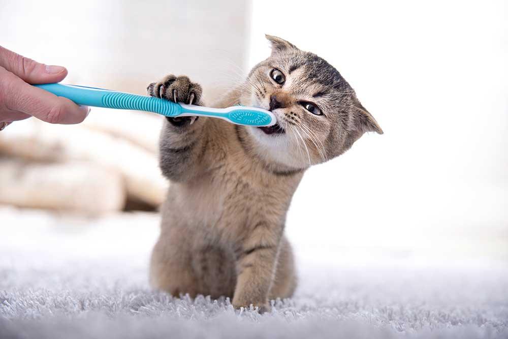 貓貓口腔護理用品 - 毛孩物語Pets Thing Pet Supplies Online Store｜香港寵物貓狗用品專門店：IATA寵物飛機籠、寵物手推車、貓爬架貓樹