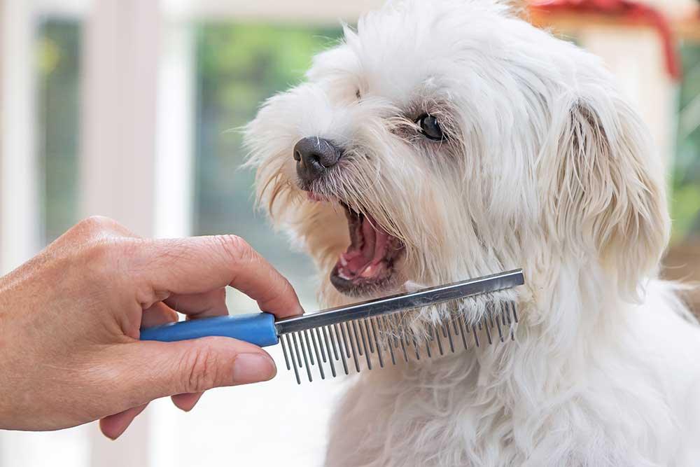 狗狗毛髮護理用品 - 毛孩物語Pets Thing Pet Supplies Online Store｜香港寵物貓狗用品專門店：IATA寵物飛機籠、寵物手推車、貓爬架貓樹