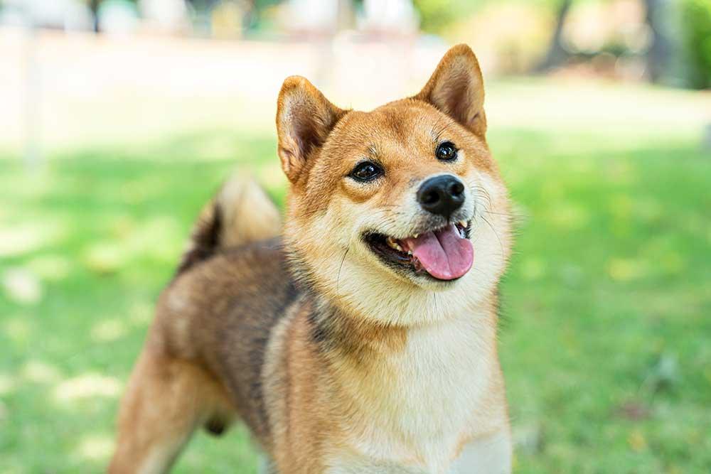 🐾狗狗出街戶外用品系列 - 毛孩物語Pets Thing Pet Supplies Online Store｜香港寵物貓狗用品專門店：IATA寵物飛機籠、寵物手推車、貓爬架貓樹