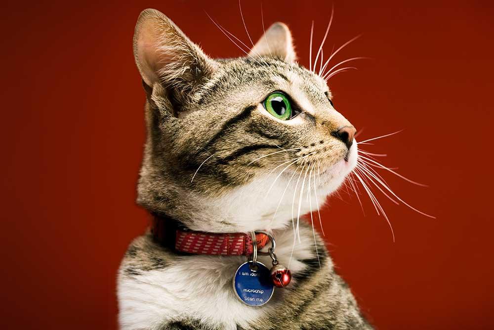 貓貓頸圈 - 毛孩物語Pets Thing Pet Supplies Online Store｜香港寵物貓狗用品專門店：IATA寵物飛機籠、寵物手推車、貓爬架貓樹