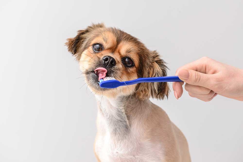 狗狗口腔護理用品 - 毛孩物語Pets Thing Pet Supplies Online Store｜香港寵物貓狗用品專門店：IATA寵物飛機籠、寵物手推車、貓爬架貓樹