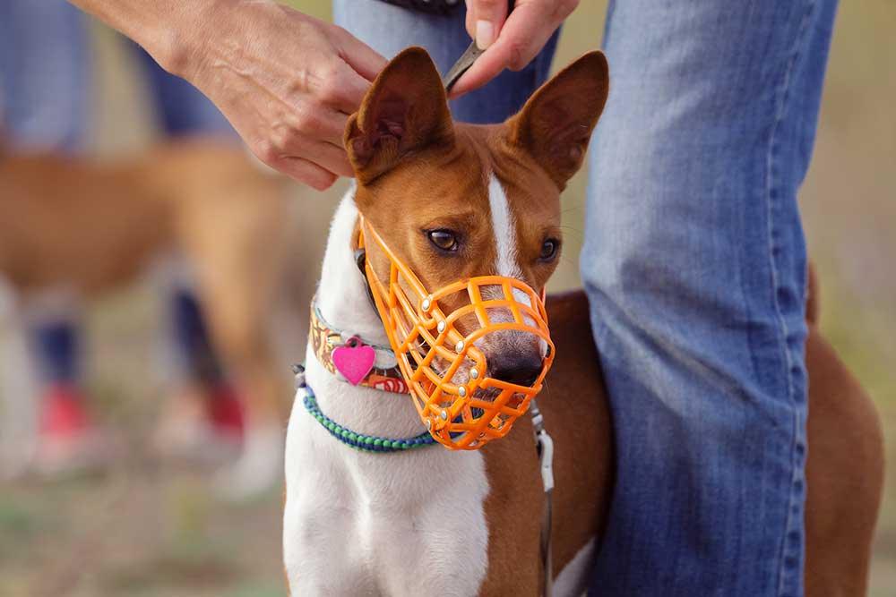 狗狗口罩 - 毛孩物語Pets Thing Pet Supplies Online Store｜香港寵物貓狗用品專門店：IATA寵物飛機籠、寵物手推車、貓爬架貓樹
