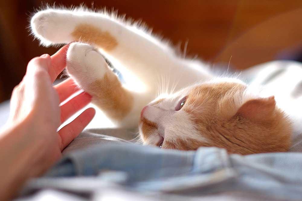🏡貓貓家居用品系列 - 毛孩物語Pets Thing Pet Supplies Online Store｜香港寵物貓狗用品專門店：IATA寵物飛機籠、寵物手推車、貓爬架貓樹
