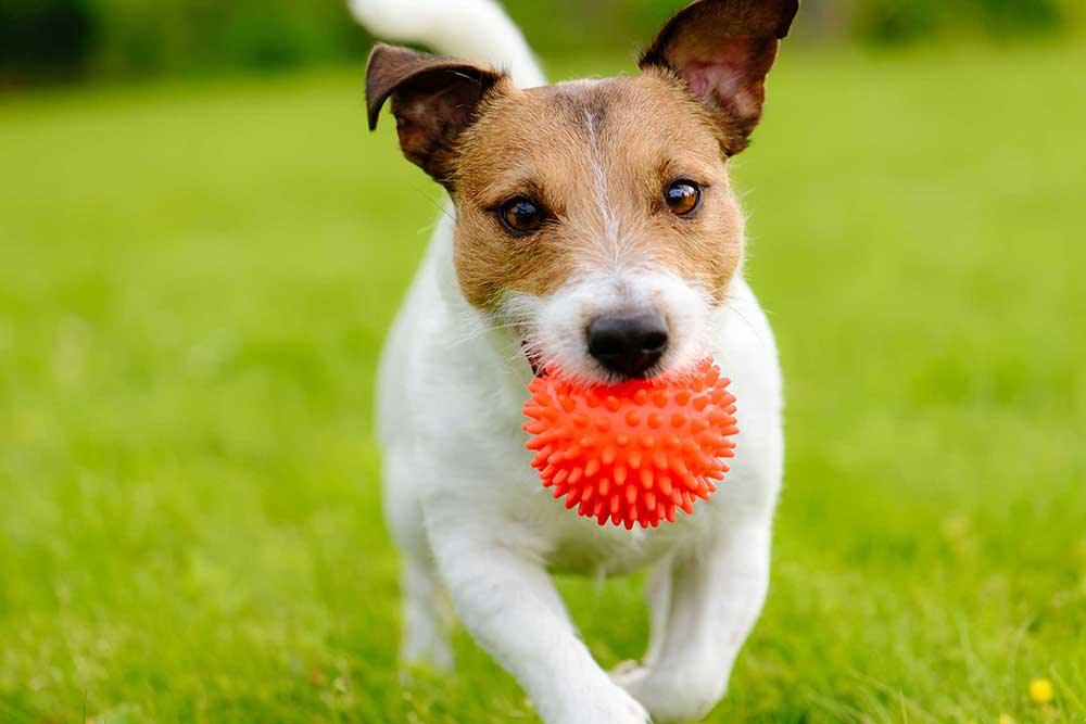 狗狗球類玩具 - 毛孩物語Pets Thing Pet Supplies Online Store｜香港寵物貓狗用品專門店：IATA寵物飛機籠、寵物手推車、貓爬架貓樹