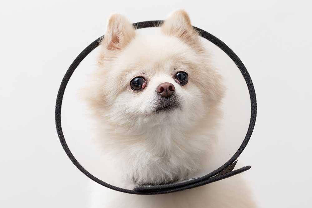 狗頭罩 - 毛孩物語Pets Thing Pet Supplies Online Store｜香港寵物貓狗用品專門店：IATA寵物飛機籠、寵物手推車、貓爬架貓樹