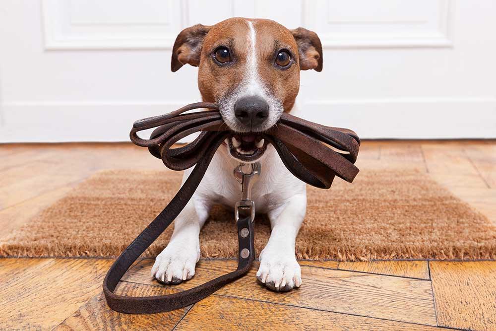 狗狗胸頸帶．狗帶 - 毛孩物語Pets Thing Pet Supplies Online Store｜香港寵物貓狗用品專門店：IATA寵物飛機籠、寵物手推車、貓爬架貓樹