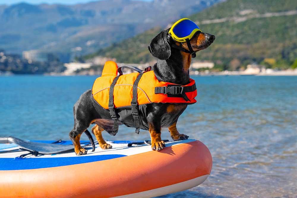 狗用游泳用品 - 毛孩物語Pets Thing Pet Supplies Online Store｜香港寵物貓狗用品專門店：IATA寵物飛機籠、寵物手推車、貓爬架貓樹