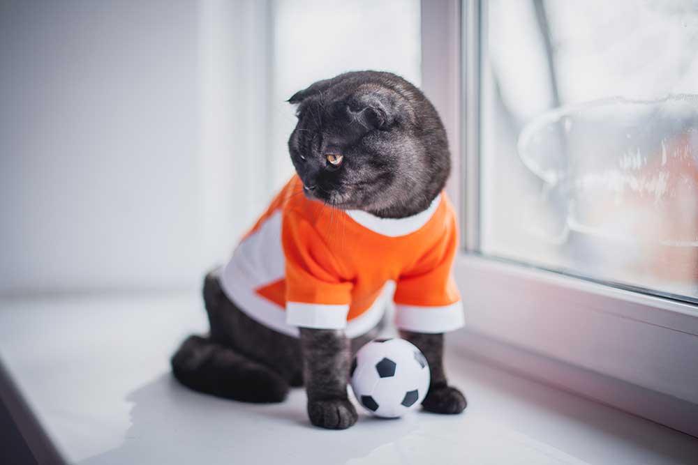 貓貓衫褲 - 毛孩物語Pets Thing Pet Supplies Online Store｜香港寵物貓狗用品專門店：IATA寵物飛機籠、寵物手推車、貓爬架貓樹