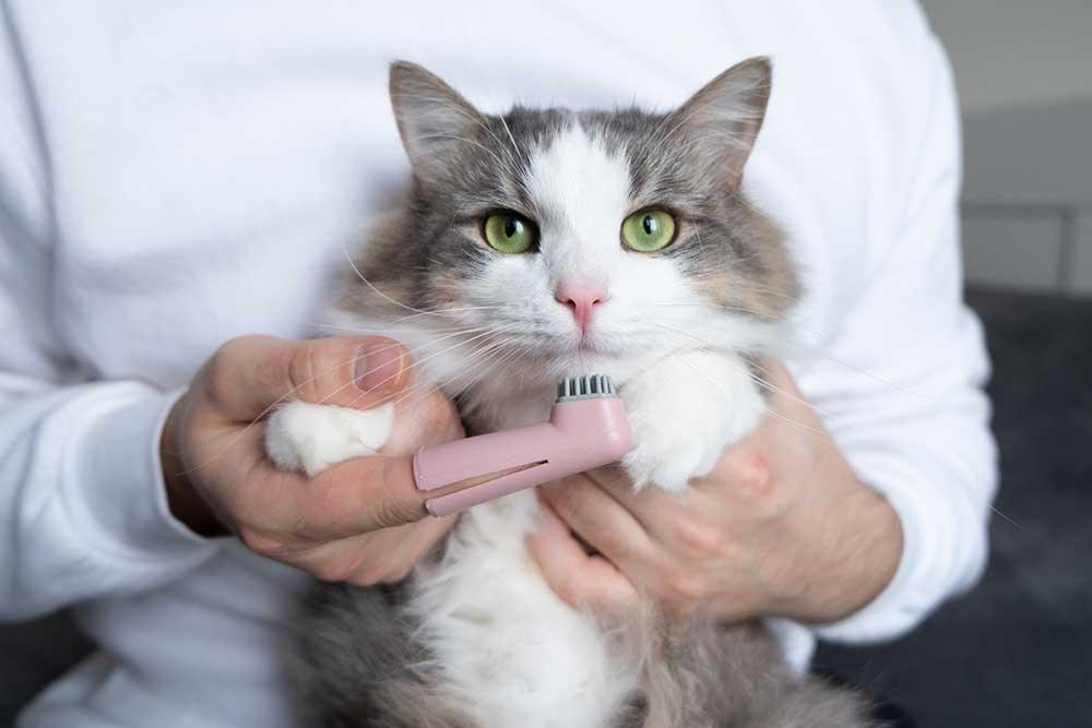 貓潔齒玩具 - 毛孩物語Pets Thing Pet Supplies Online Store｜香港寵物貓狗用品專門店：IATA寵物飛機籠、寵物手推車、貓爬架貓樹