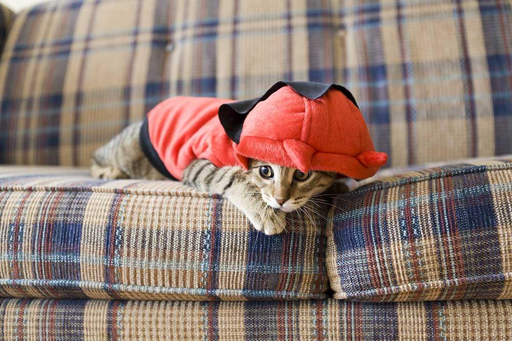 😼貓貓服飾系列 - 毛孩物語Pets Thing Pet Supplies Online Store｜香港寵物貓狗用品專門店：IATA寵物飛機籠、寵物手推車、貓爬架貓樹