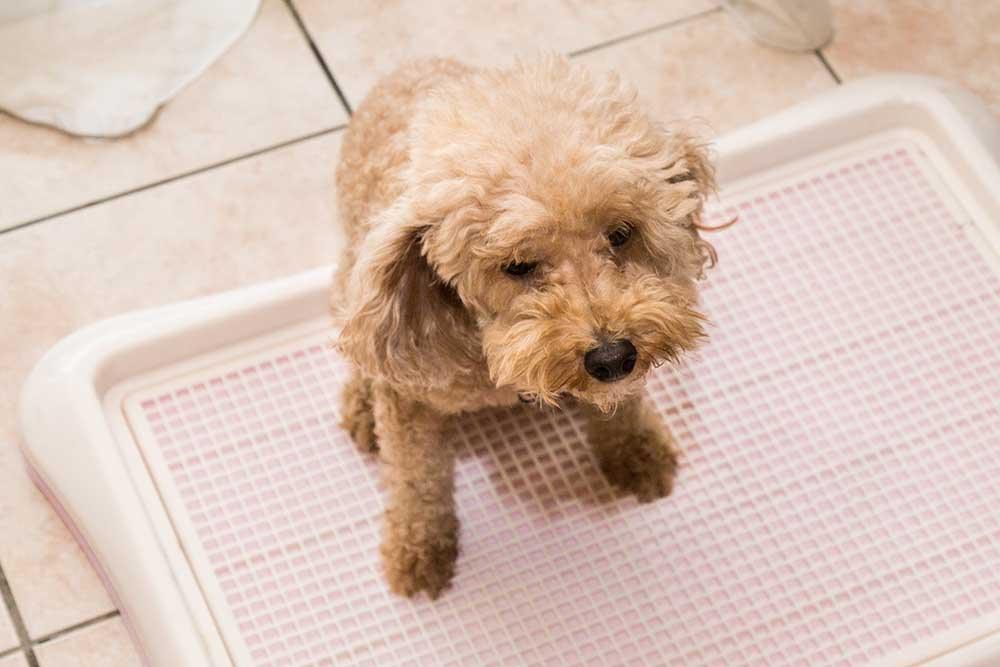 狗廁所用品 - 毛孩物語Pets Thing Pet Supplies Online Store｜香港寵物貓狗用品專門店：IATA寵物飛機籠、寵物手推車、貓爬架貓樹