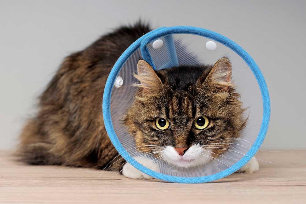 貓頭罩 - 毛孩物語Pets Thing Pet Supplies Online Store｜香港寵物貓狗用品專門店：IATA寵物飛機籠、寵物手推車、貓爬架貓樹