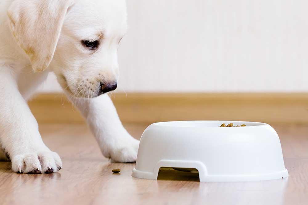狗狗餵食器．狗兜 - 毛孩物語Pets Thing Pet Supplies Online Store｜香港寵物貓狗用品專門店：IATA寵物飛機籠、寵物手推車、貓爬架貓樹
