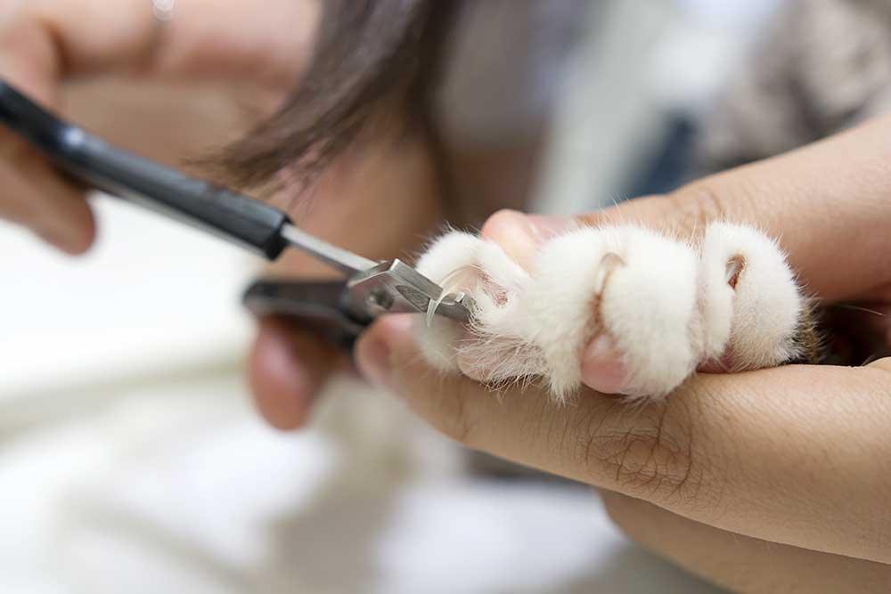 貓貓指甲護理用品 - 毛孩物語Pets Thing Pet Supplies Online Store｜香港寵物貓狗用品專門店：IATA寵物飛機籠、寵物手推車、貓爬架貓樹