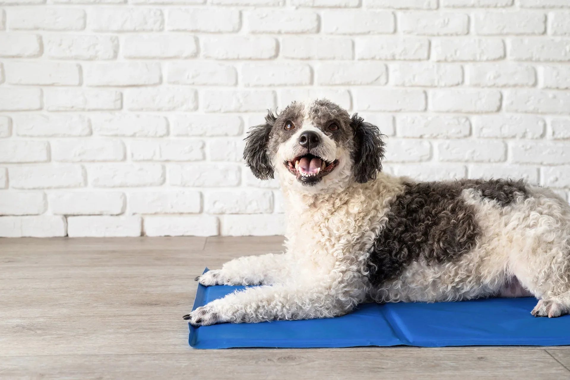 寵物在家身體檢測｜預知寵物健康 - 毛孩物語Pets Thing Pet Supplies Online Store｜香港寵物貓狗用品專門店：IATA寵物飛機籠、寵物手推車、貓爬架貓樹