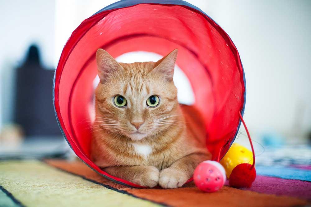 貓貓隧道玩具 - 毛孩物語Pets Thing Pet Supplies Online Store｜香港寵物貓狗用品專門店：IATA寵物飛機籠、寵物手推車、貓爬架貓樹