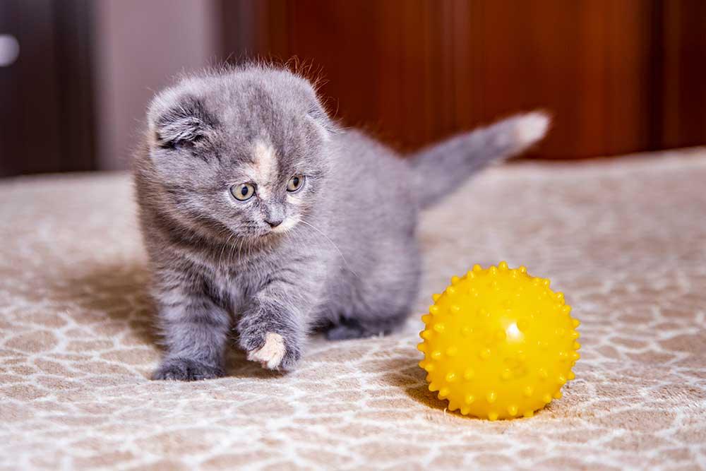 貓貓球類玩具 - 毛孩物語Pets Thing Pet Supplies Online Store｜香港寵物貓狗用品專門店：IATA寵物飛機籠、寵物手推車、貓爬架貓樹