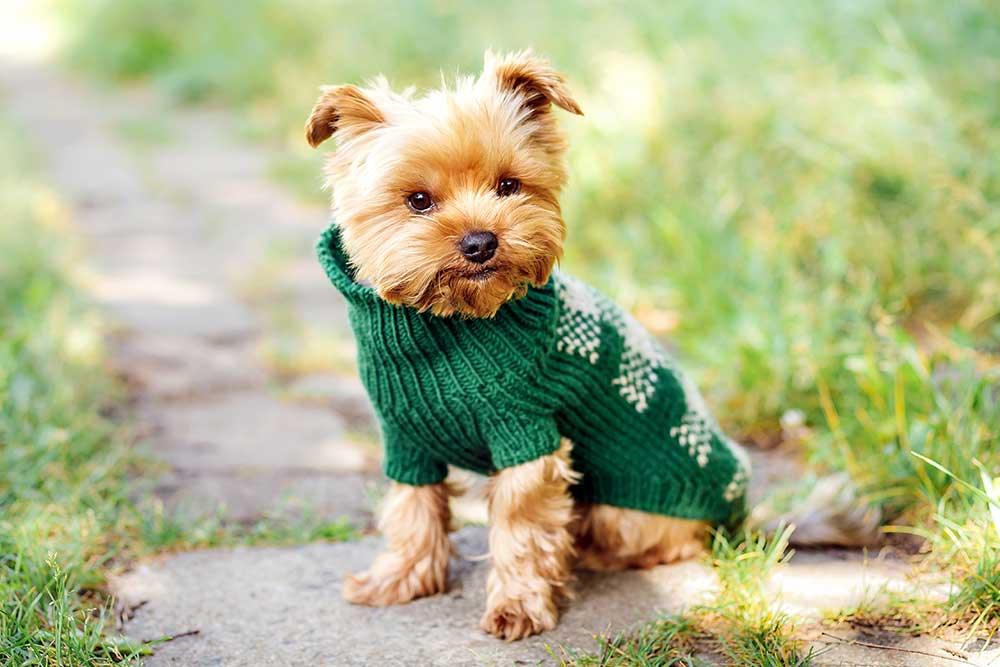 狗狗衫褲 - 毛孩物語Pets Thing Pet Supplies Online Store｜香港寵物貓狗用品專門店：IATA寵物飛機籠、寵物手推車、貓爬架貓樹