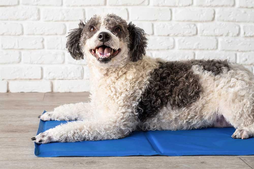夏天冰涼寵物消暑用品｜狗貓寵物冰墊水涼墊 - 毛孩物語Pets Thing Pet Supplies Online Store｜香港寵物貓狗用品專門店：IATA寵物飛機籠、寵物手推車、貓爬架貓樹