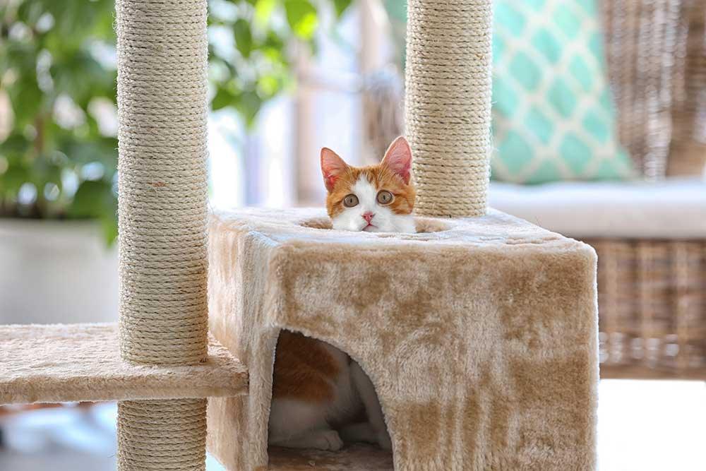 香港貓爬架．貓樹．貓柱玩具、貓傢俬 - 毛孩物語Pets Thing Pet Supplies Online Store｜香港寵物貓狗用品專門店：IATA寵物飛機籠、寵物手推車、貓爬架貓樹