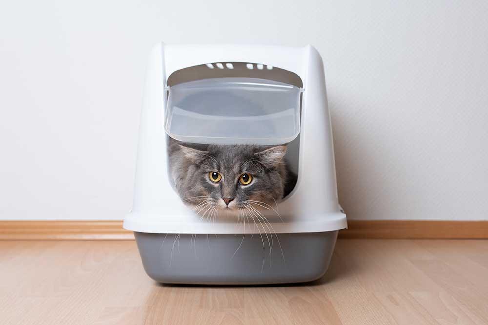 貓砂盤 - 毛孩物語Pets Thing Pet Supplies Online Store｜香港寵物貓狗用品專門店：IATA寵物飛機籠、寵物手推車、貓爬架貓樹