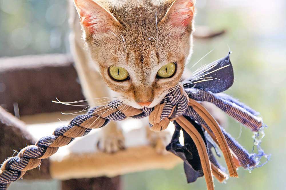 貓貓繩結玩具 - 毛孩物語Pets Thing Pet Supplies Online Store｜香港寵物貓狗用品專門店：IATA寵物飛機籠、寵物手推車、貓爬架貓樹