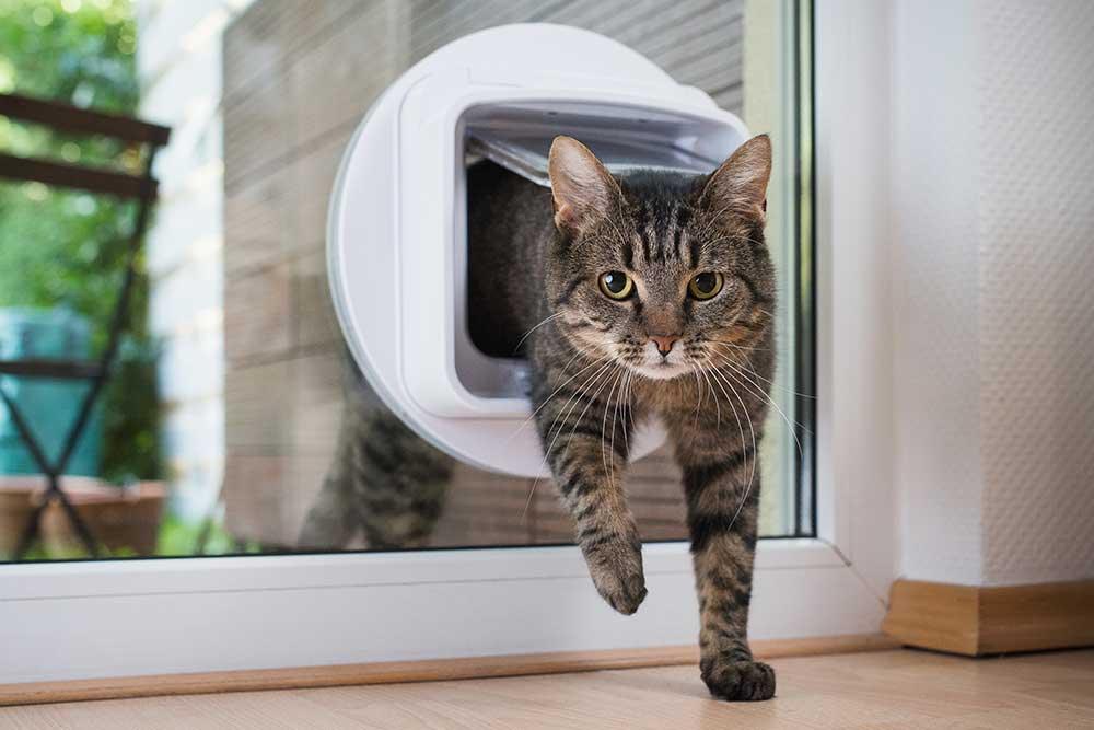 🐾貓貓出街戶外用品系列 - 毛孩物語Pets Thing Pet Supplies Online Store｜香港寵物貓狗用品專門店：IATA寵物飛機籠、寵物手推車、貓爬架貓樹
