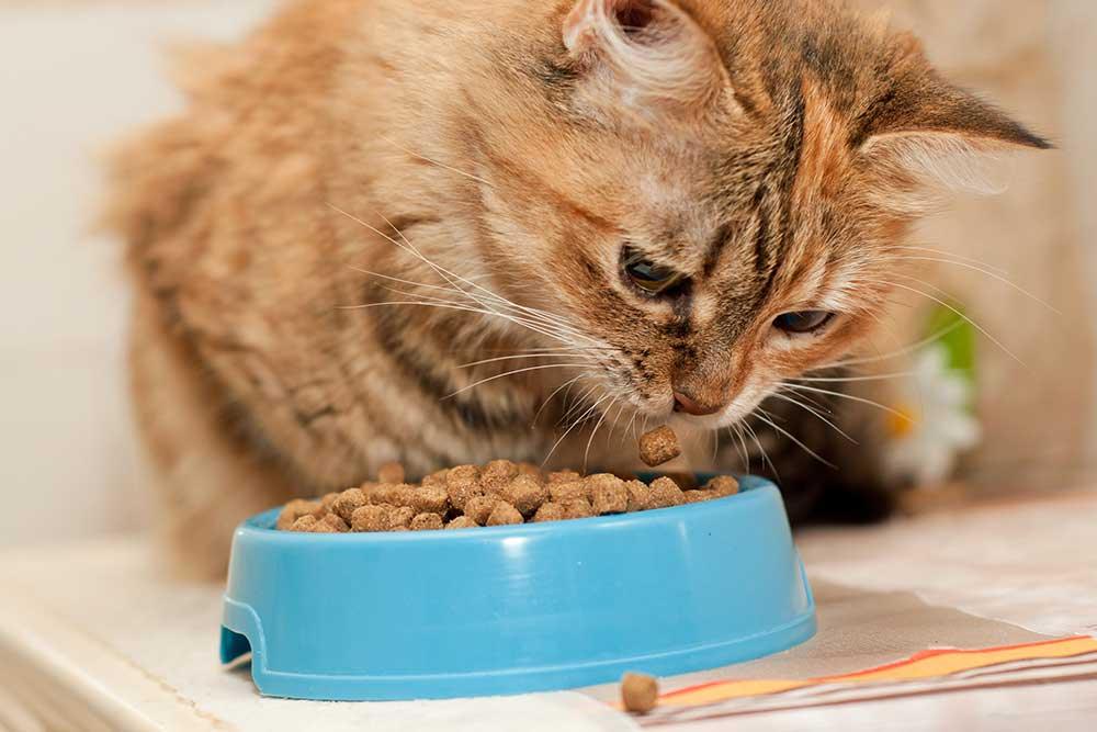 餵食器．貓碗．貓兜 - 毛孩物語Pets Thing Pet Supplies Online Store｜香港寵物貓狗用品專門店：IATA寵物飛機籠、寵物手推車、貓爬架貓樹