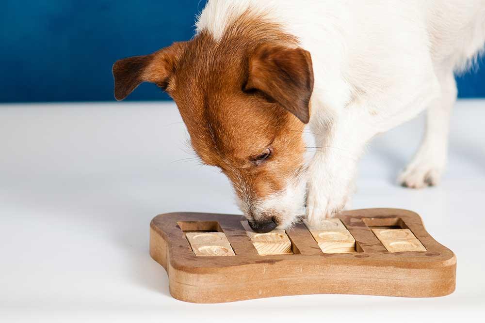 狗狗訓練玩具 - 毛孩物語Pets Thing Pet Supplies Online Store｜香港寵物貓狗用品專門店：IATA寵物飛機籠、寵物手推車、貓爬架貓樹