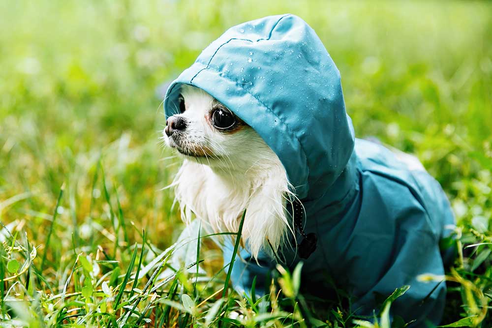 狗狗雨具．雨褸