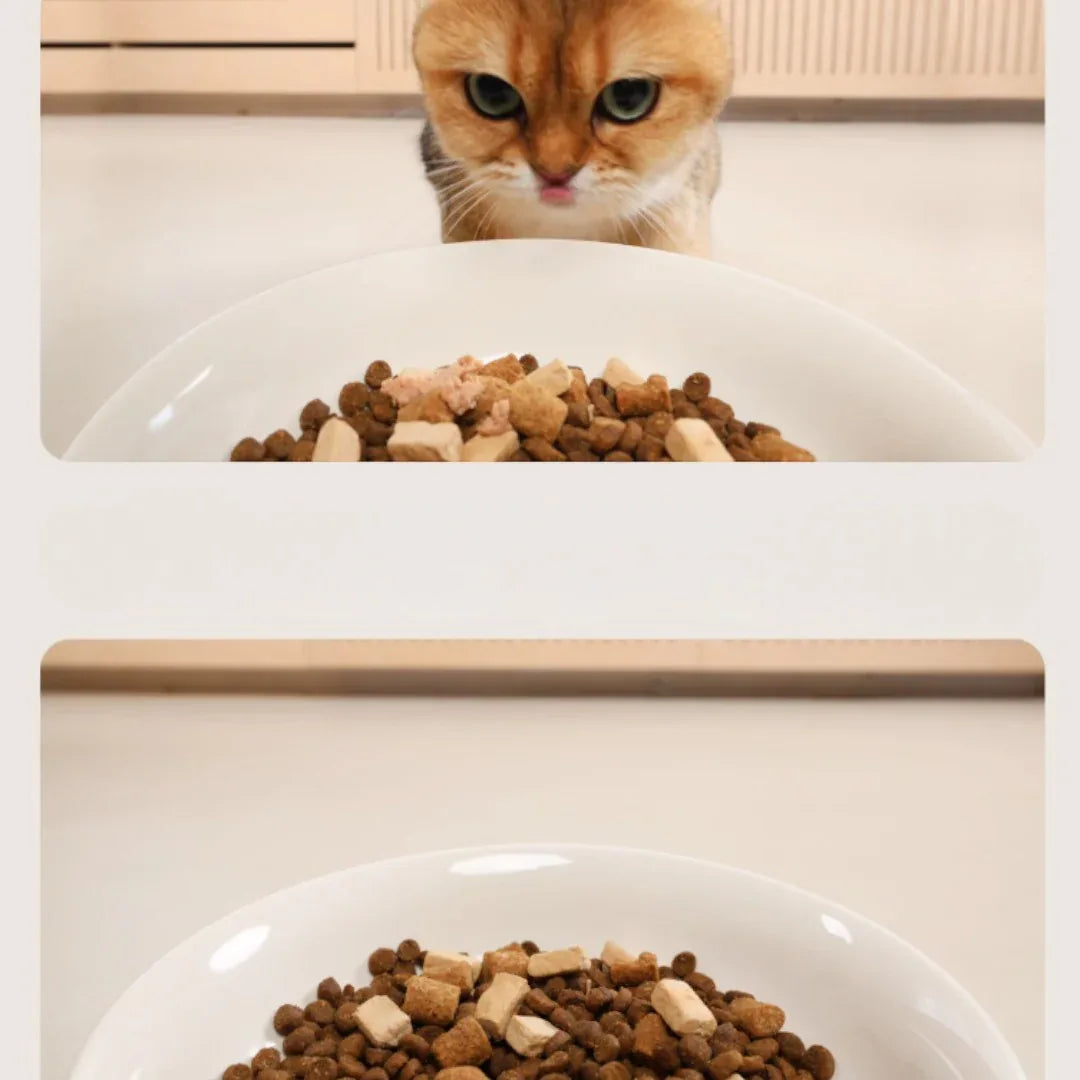 meoof 蛋捲自動餵食器 (帶鏡頭｜4L｜乾濕電2用)-自動餵食器-毛孩物語Pets Thing｜香港寵物貓狗用品專門店：IATA寵物飛機籠、寵物手推車、貓爬架貓樹