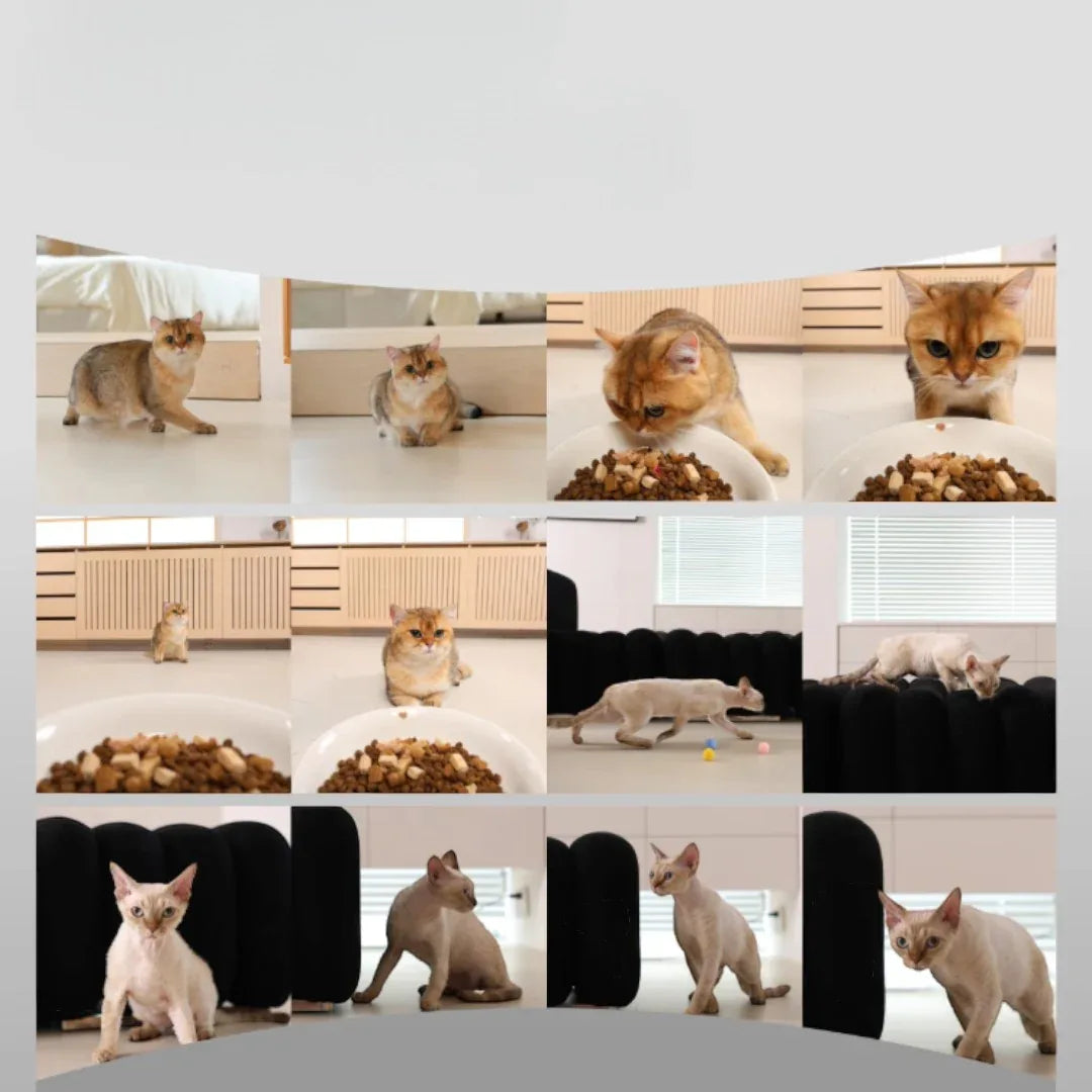 meoof 蛋捲自動餵食器 (帶鏡頭｜4L｜乾濕電2用)-自動餵食器-毛孩物語Pets Thing｜香港寵物貓狗用品專門店：IATA寵物飛機籠、寵物手推車、貓爬架貓樹
