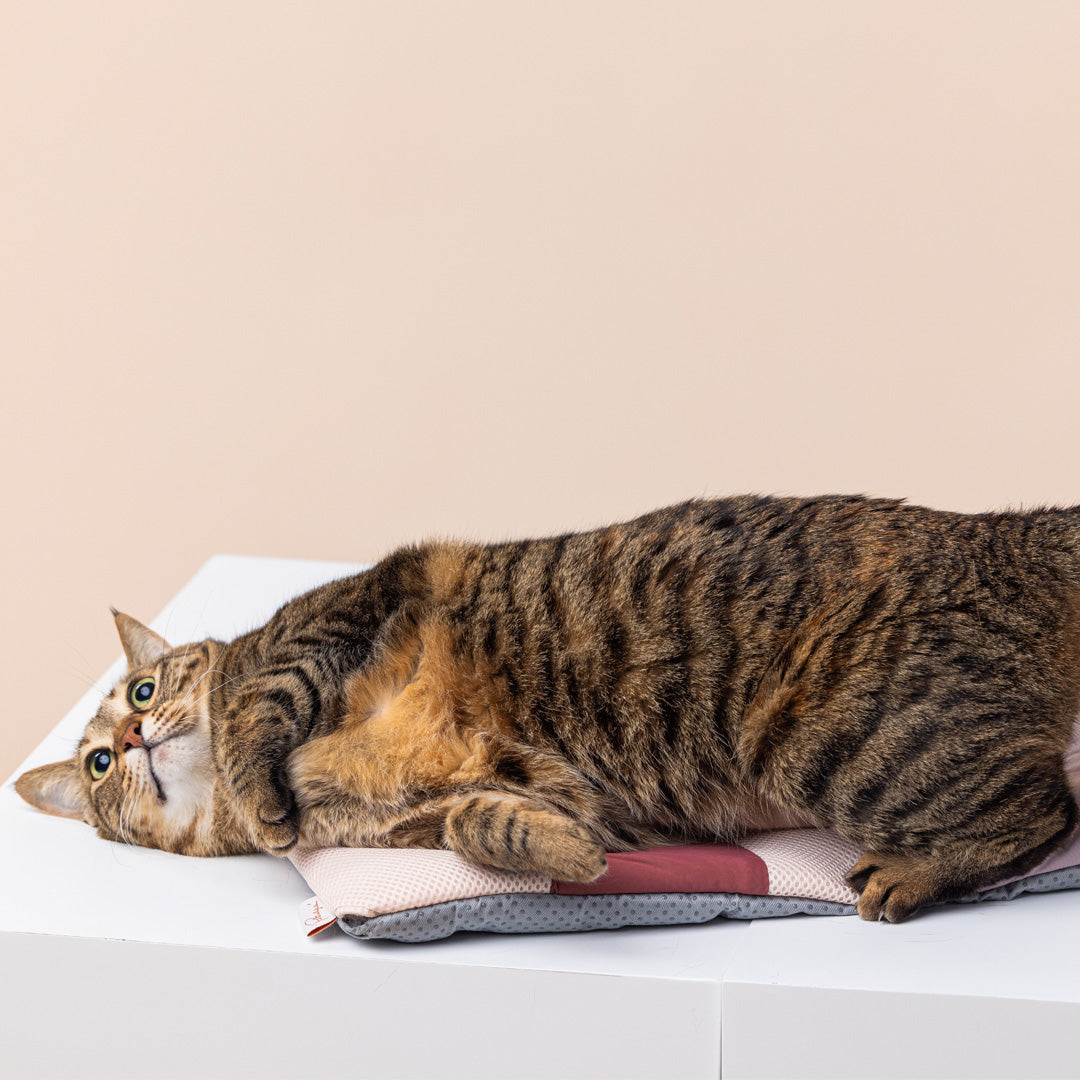 Miqoo 夏日感應式涼風墊-寵物墊-毛孩物語Pets Thing｜香港寵物貓狗用品專門店：IATA寵物飛機籠、寵物手推車、貓爬架貓樹