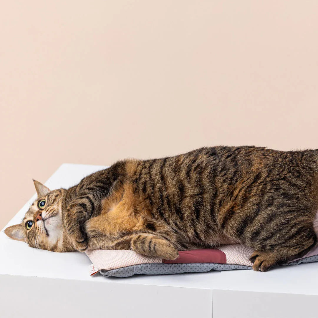Pettellyava’ Miqoo 夏日感應式涼風墊-寵物墊-毛孩物語Pets Thing｜香港寵物貓狗用品專門店：IATA寵物飛機籠、寵物手推車、貓爬架貓樹