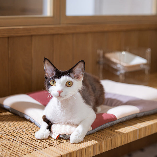 Miqoo 夏日感應式涼風墊-寵物墊-毛孩物語Pets Thing｜香港寵物貓狗用品專門店：IATA寵物飛機籠、寵物手推車、貓爬架貓樹