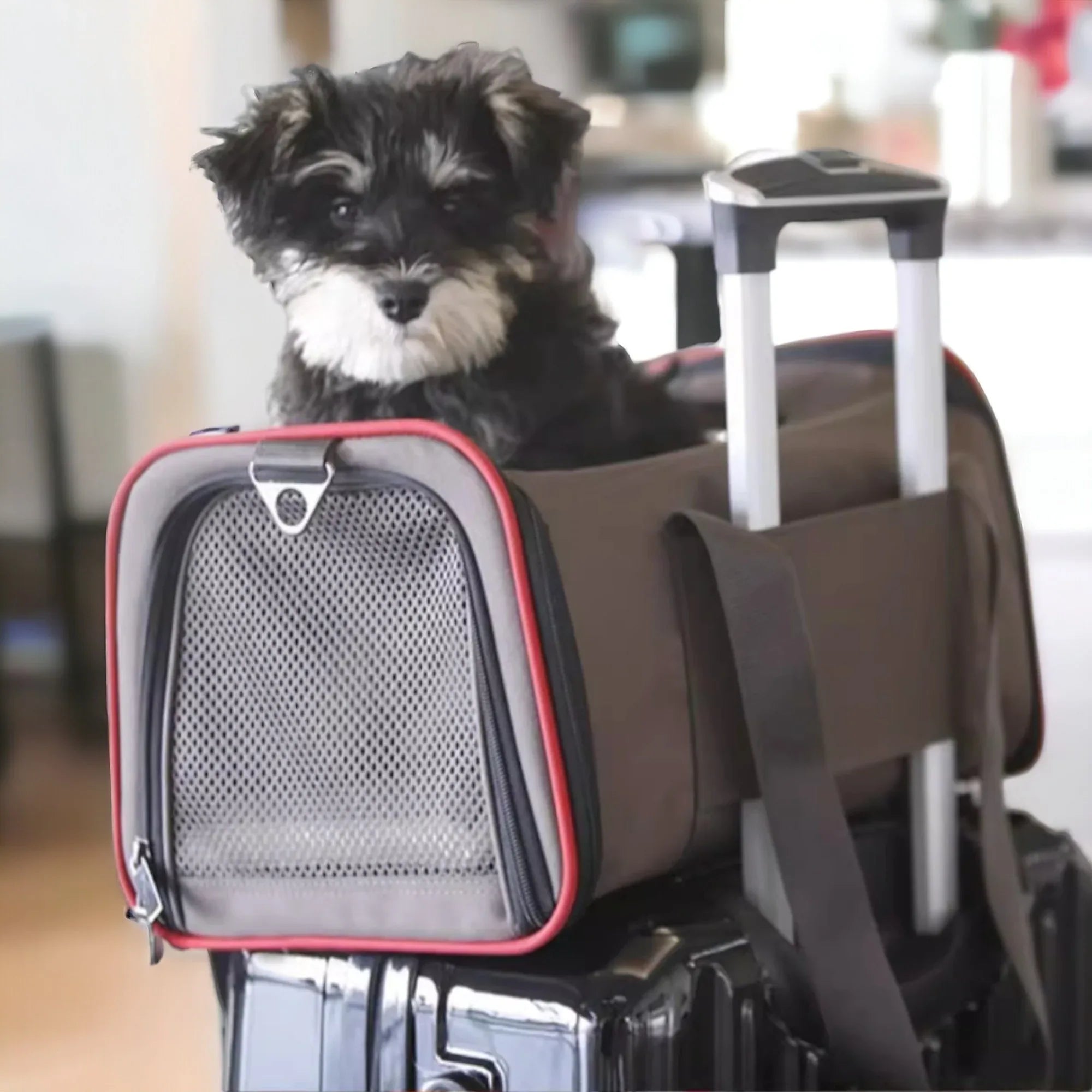 Petsfit 高質三用擴展式寵物手提袋外出貓袋 (內置安全繩｜底板硬墊｜可掛行李箱/肩背/手提)-寵物航空箱寵物袋-毛孩物語Pets Thing｜香港寵物貓狗用品專門店：IATA寵物飛機籠、寵物手推車、貓爬架貓樹