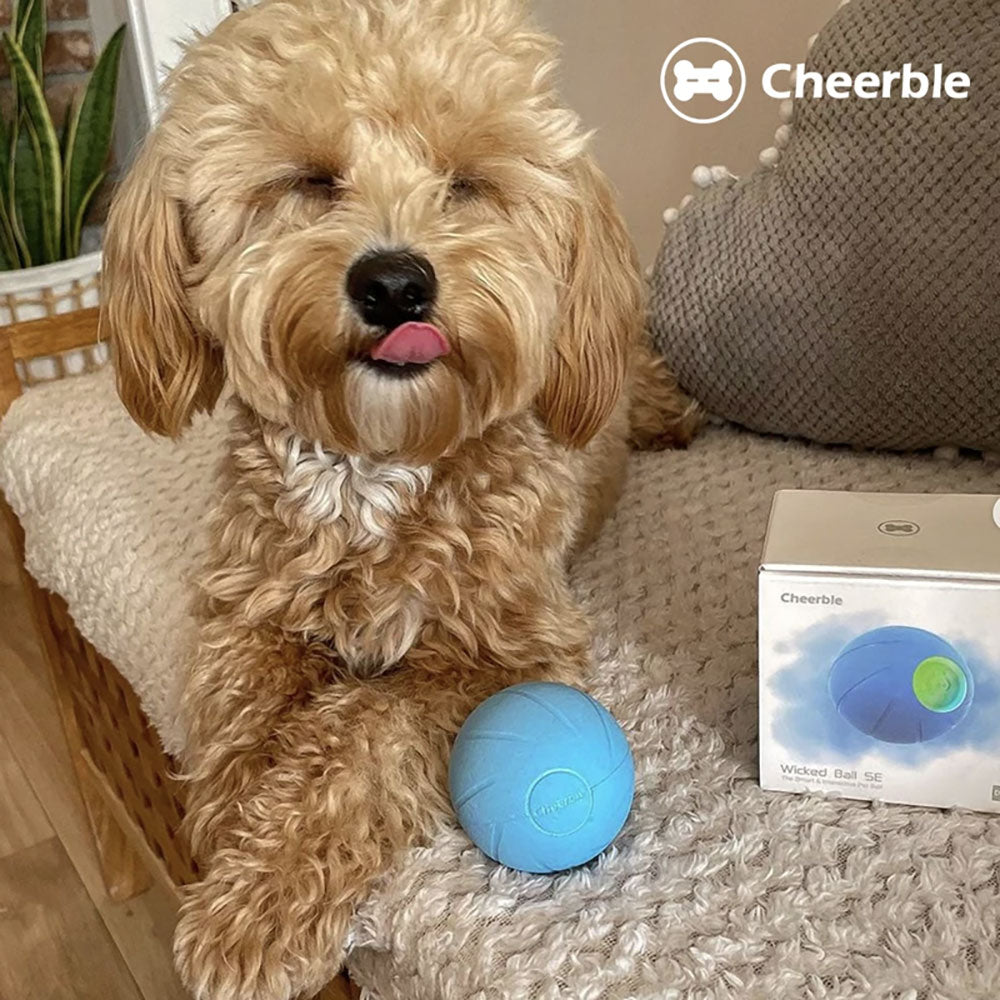 Cheerble Ice Cream Ball M2 電動智能寵物訓練玩具球-貓狗-毛孩物語Pets Thing｜香港寵物貓狗用品專門店：IATA寵物飛機籠、寵物手推車、貓爬架貓樹