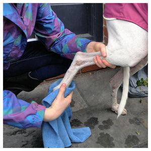 Chilly Dogs Soaker Paw Towel｜狗狗清潔毛巾｜加拿大直送 產品細節圖 5